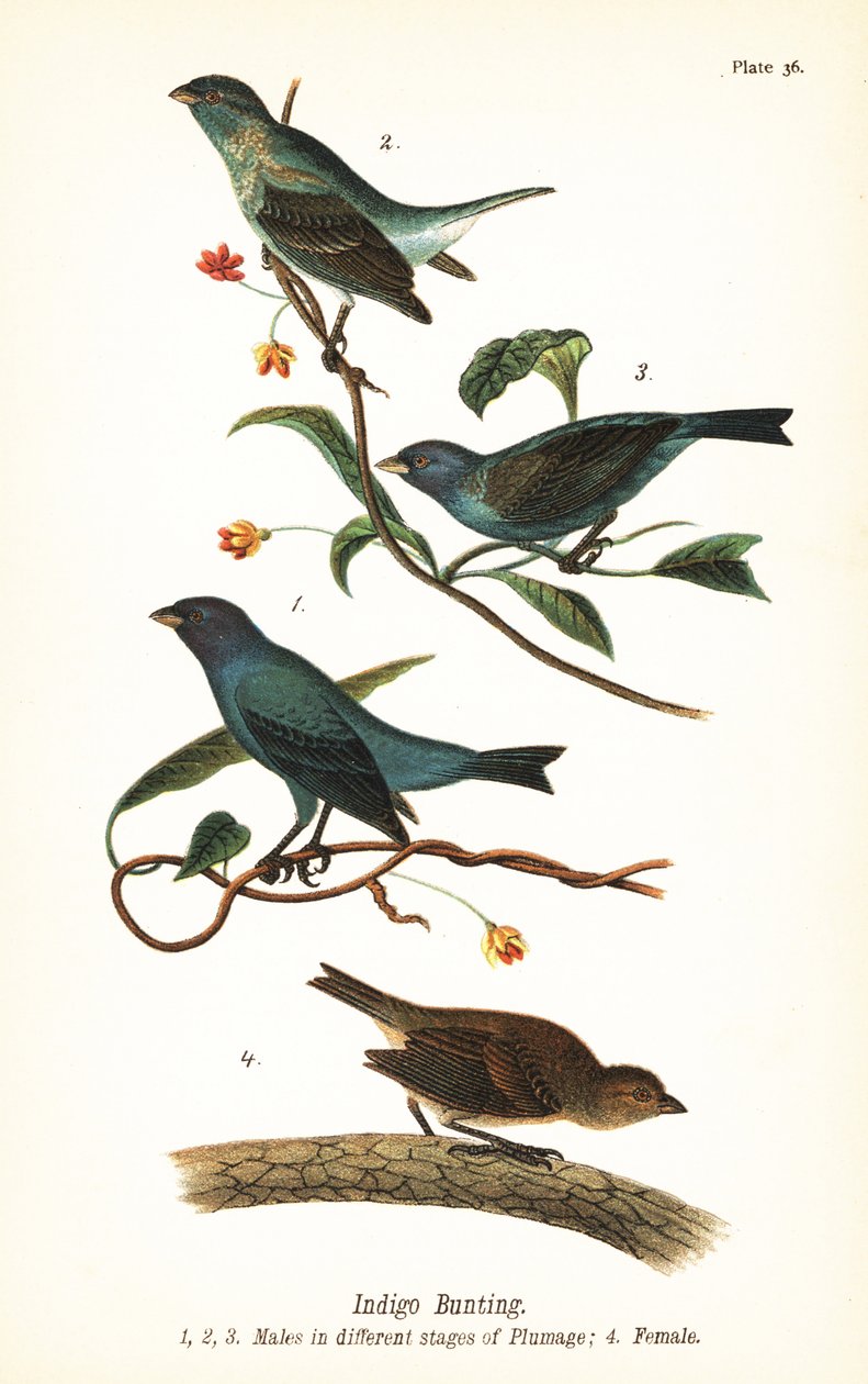Indigo-spurv, Passerina cyanea, hanner i forskellige stadier af fjerdragt 1,2,3 og hunner 4 af John James (after) Audubon