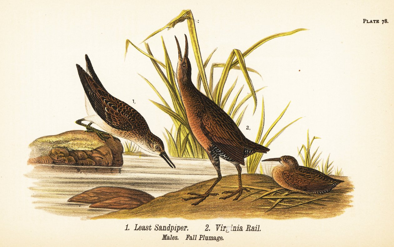 Den mindste sandpiper, Calidris minutilla 1 og Virginia jernbane, Rallus limicola 2 af John James (after) Audubon