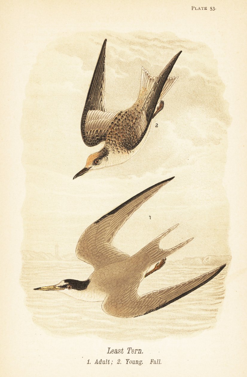 Terne, Sternula antillarum, voksen 1, ung, efterårsfjerdragt 2 af John James (after) Audubon
