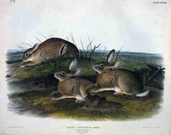 Lepus Artemesia (Worm Wood Hare), plade 88 fra 