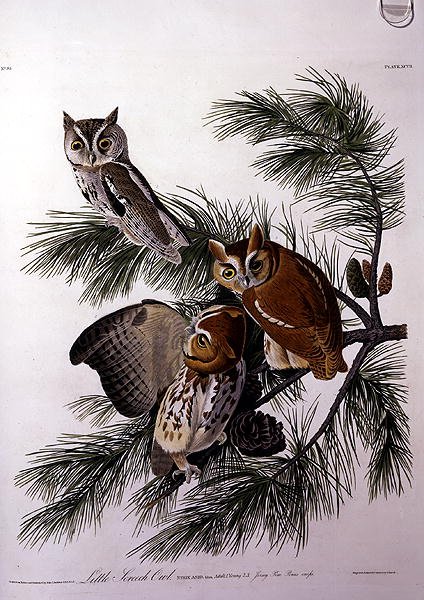Little Screech Owl, fra 