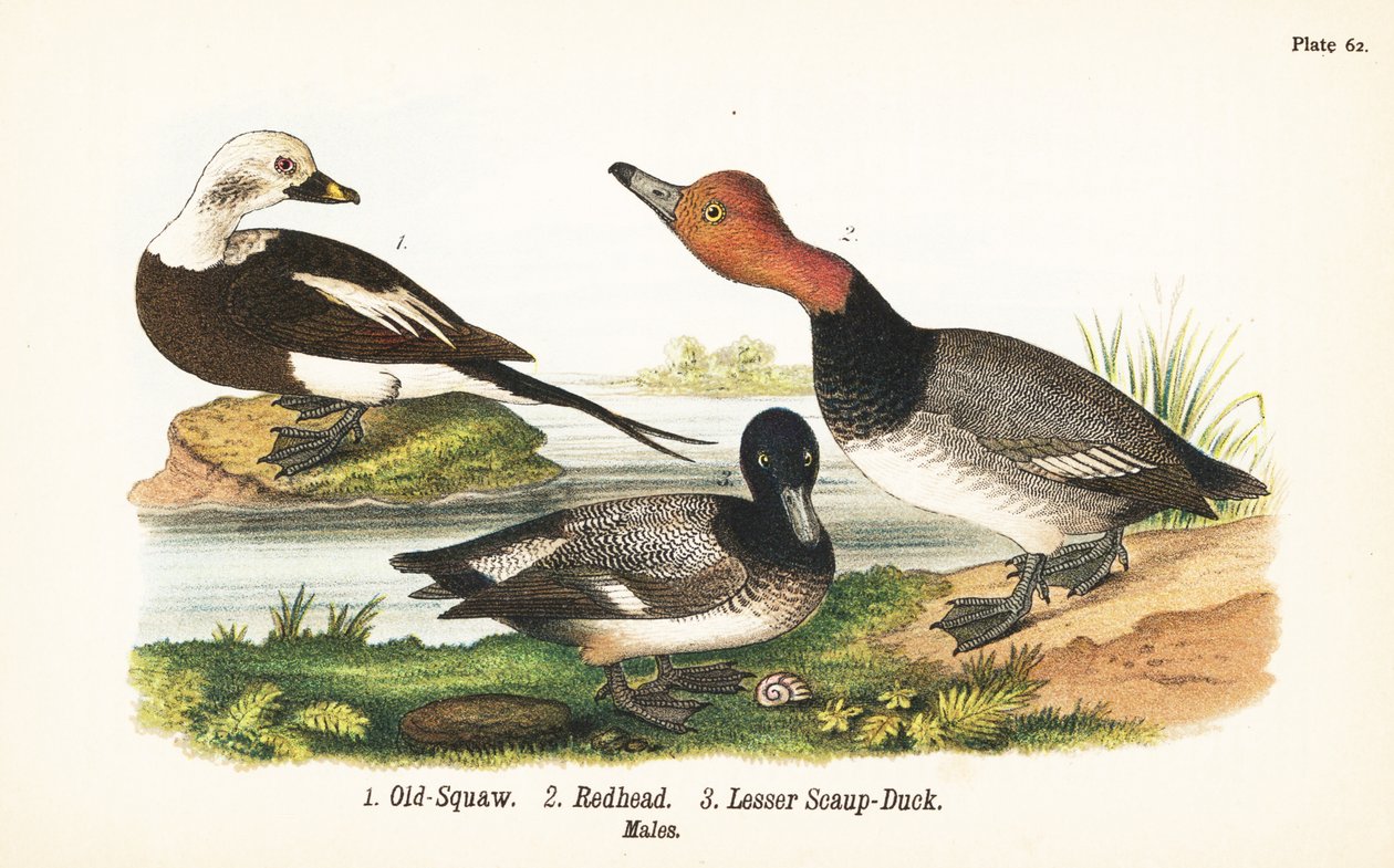 Langhaleand, Clangula hyemalis 1, rødhåret, Aythya americana 2, og mindre skurv, Aythya affinis 3 af John James (after) Audubon