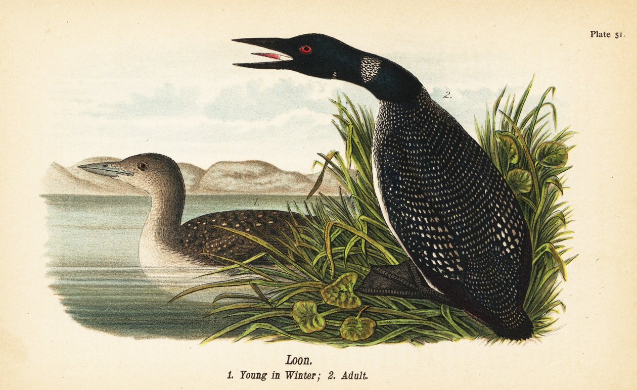 Loon, Gavia immer, ung om vinteren 1, voksen 2 af John James (after) Audubon