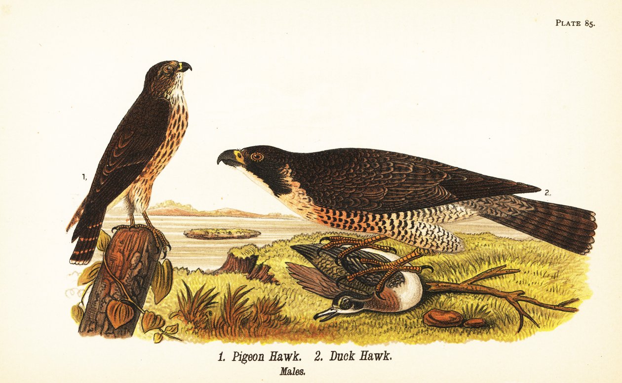 Merlin, Falco columbarius 1 og vandrefalk med and, Falco peregrinus 2 af John James (after) Audubon