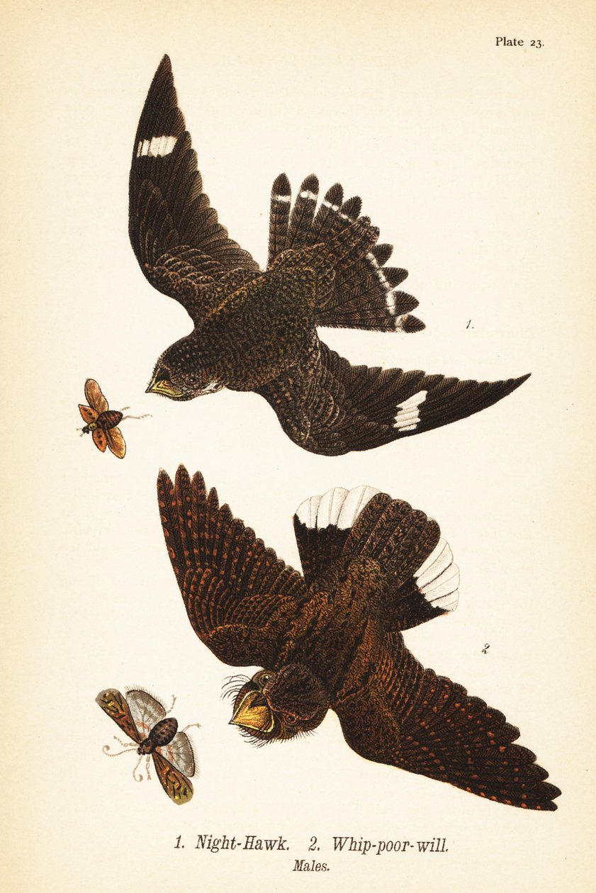 Nathøg, Chordeiles minor 1 og østlig pisk-fattig-vilje, Antrostomus vociferus, pisk-fattig-vilje 2, hanner af John James (after) Audubon