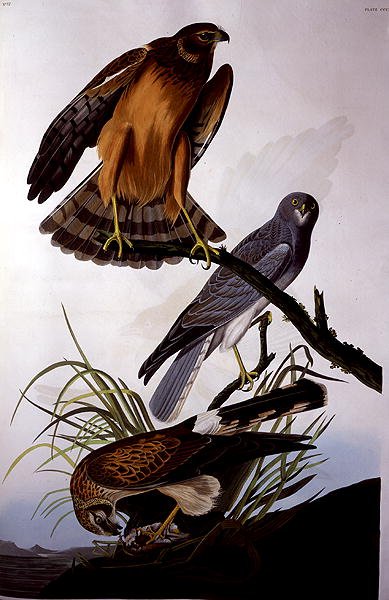 Hedehøg, fra "Birds of America", graveret af Robert Havell (1793-1878) (farvestik) af John James (after) Audubon