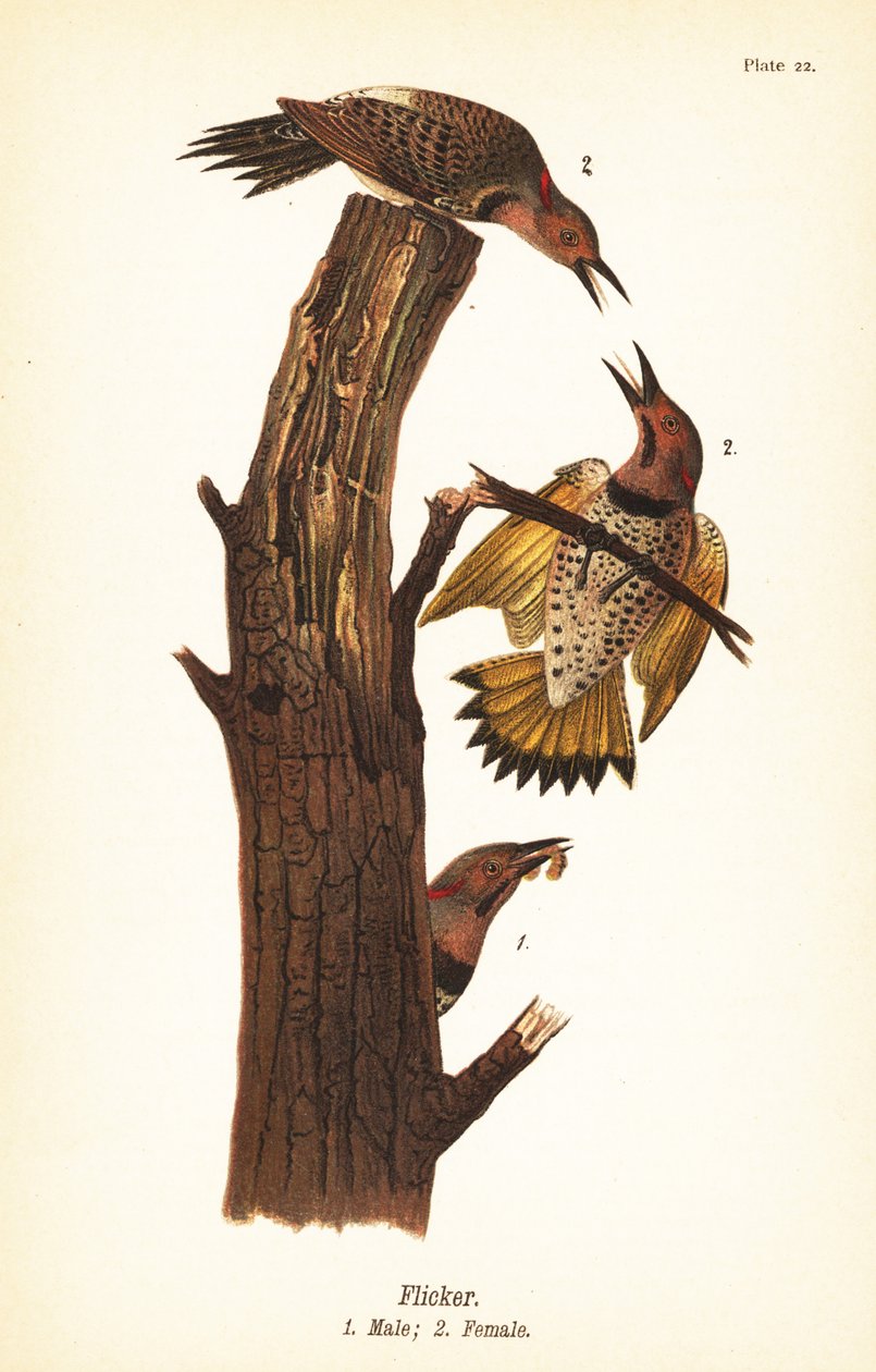 Nordlig flimmer, Colaptes auratus af John James (after) Audubon