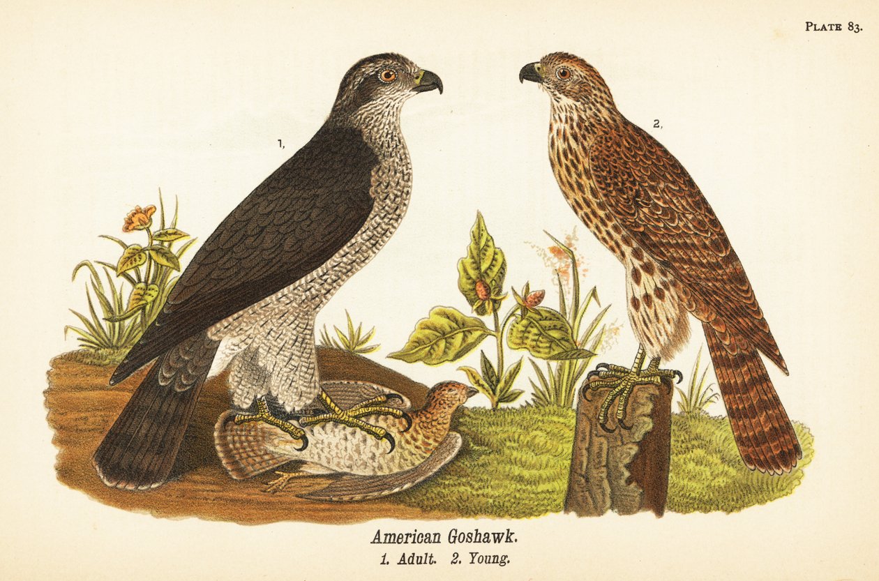 Nordlig gåhøg, Accipiter gentilis, amerikansk gåhøg, voksen med bytte 1, unge 2 af John James (after) Audubon