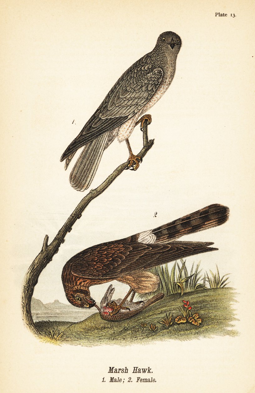 Nordhøge, Cirkus hudsonius af John James (after) Audubon