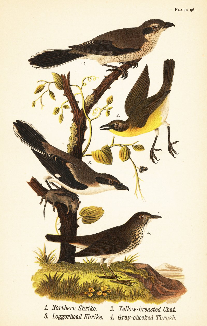 torn, Lanius borealis 1, gulbryst chat, Icteria virens 2, torntorn, Lanius ludovicianus af John James (after) Audubon
