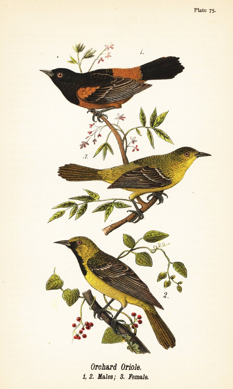 Orchard oriole, Icterus spurius, hanner 1,2 og hunner 3 af John James (after) Audubon