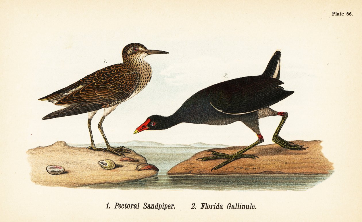 Pectoral sandpiper, Calidris melanotos 1, og almindelig gallinule, Gallinula galeata 2 af John James (after) Audubon