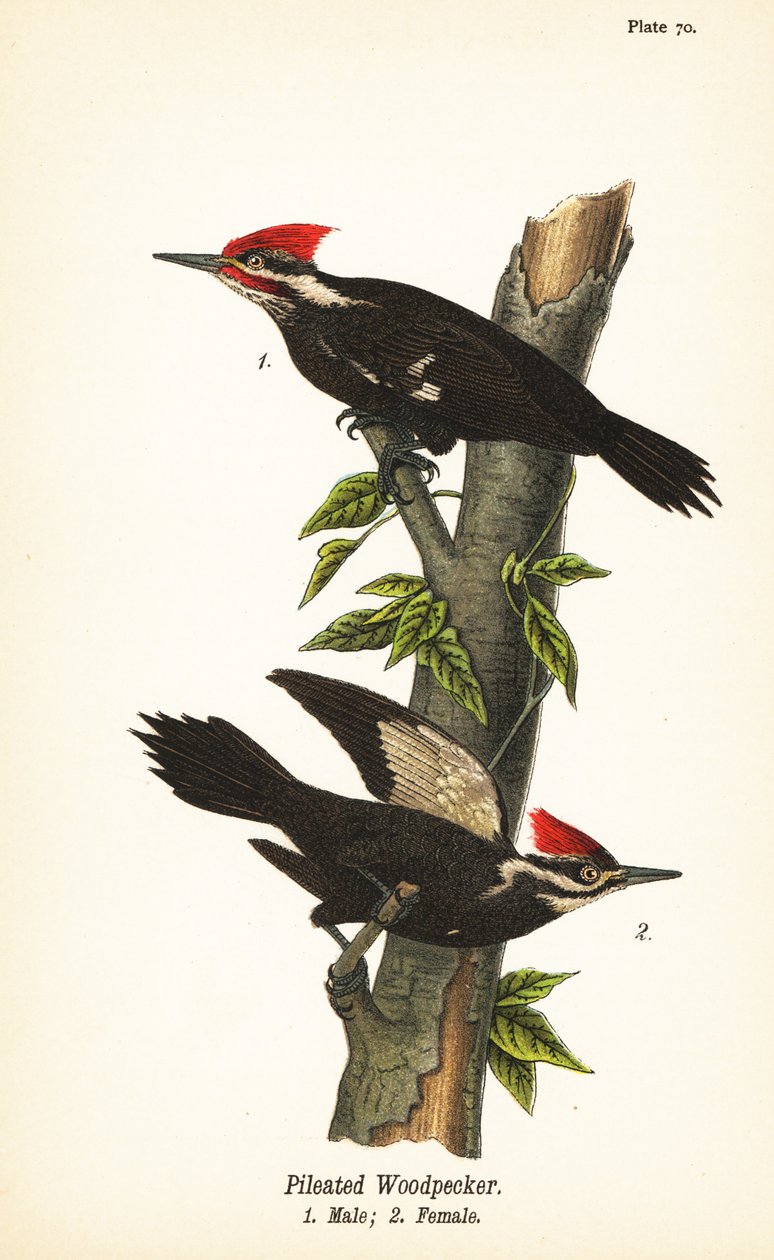 Pælet spætte, Dryocopus pileatus, han 1, hun 2 af John James (after) Audubon