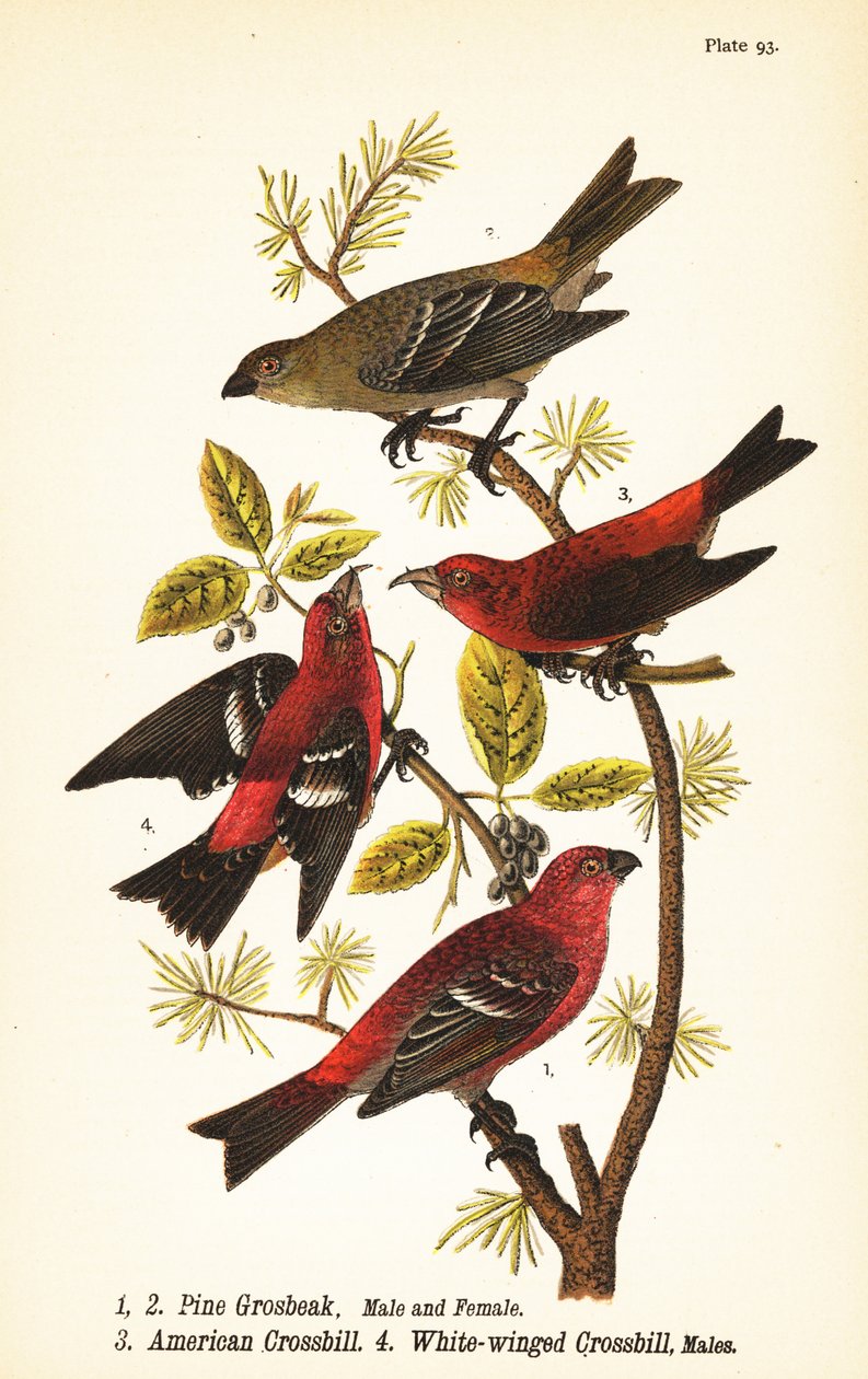 Pine grosbeak, Pinicola enucleator, han 1, hun 2, amerikansk korsnæb eller rød korsnæb, Loxia curvirostra 3, hvidvinget korsnæb, Loxia leucoptera 4, hanner af John James (after) Audubon