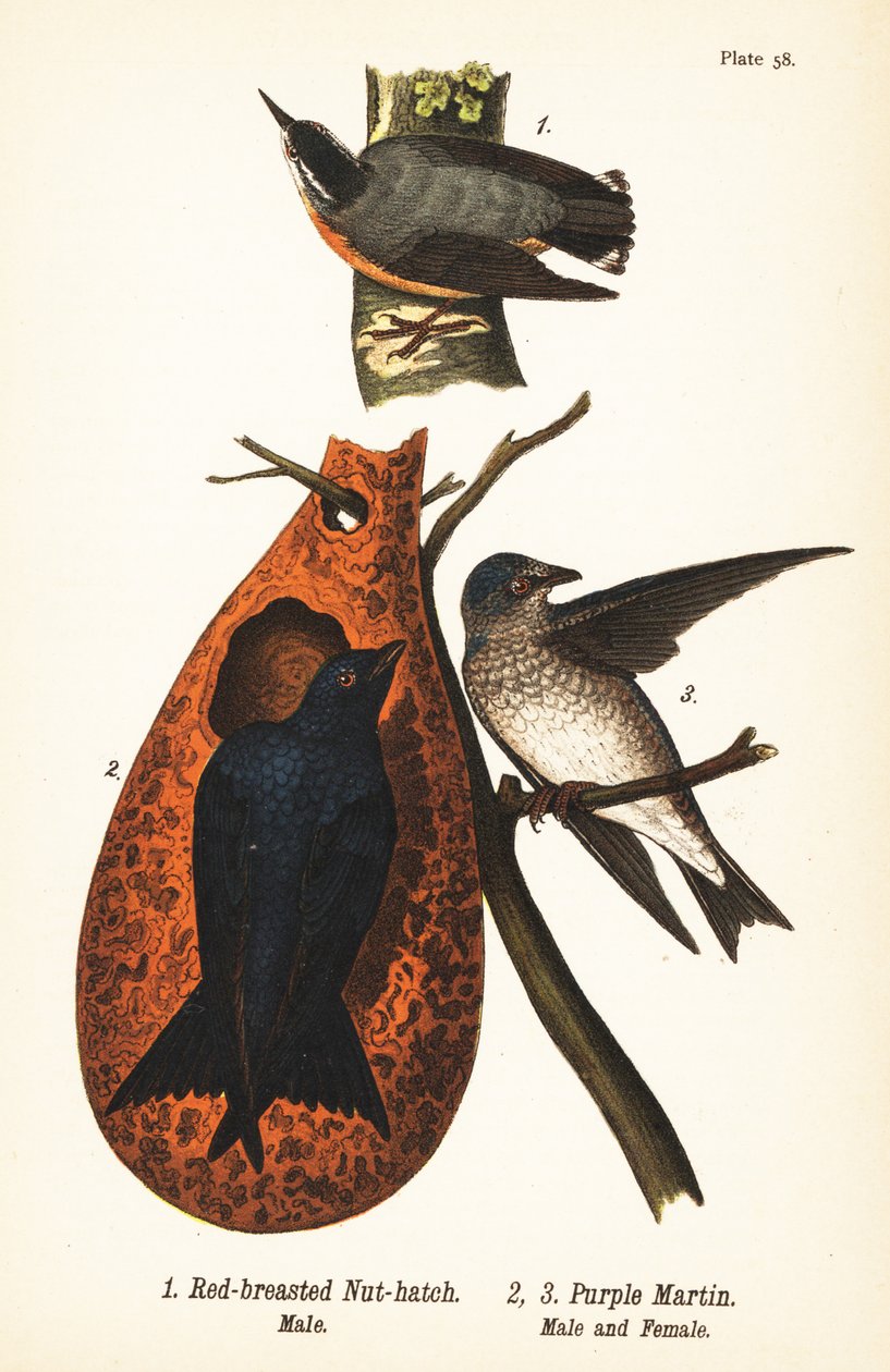 Rødbryst nøddek, Sitta canadensis, han 1, og lilla martin, Progne subis, han 2, og hun 3 af John James (after) Audubon