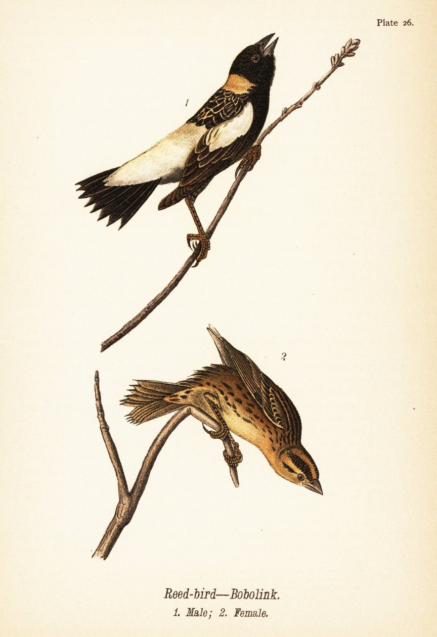 Rørfugl eller bobolink, Dolichonyx oryzivorus, han 1, hun 2 af John James (after) Audubon