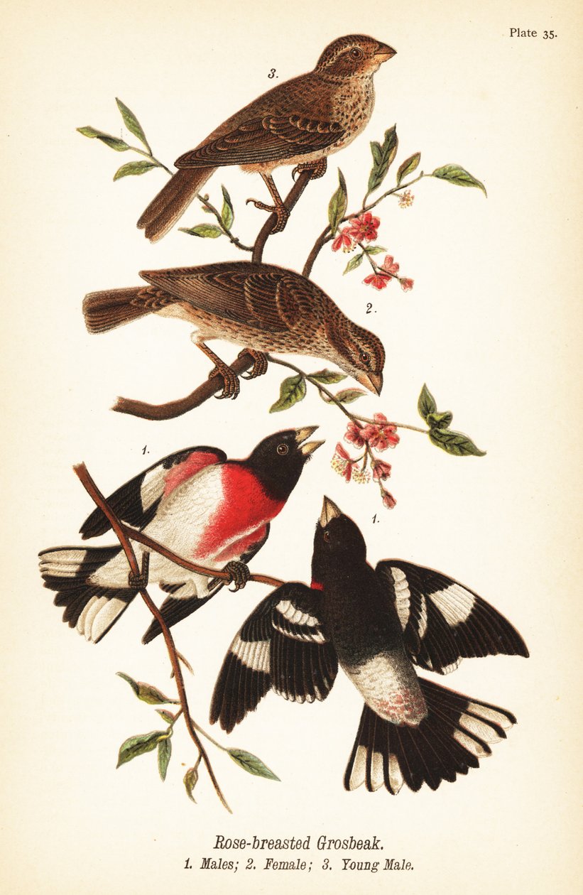 Rosenbryst gronæb, Pheucticus ludovicianus af John James (after) Audubon