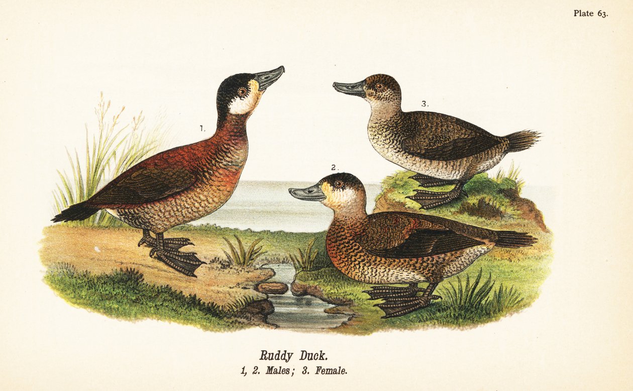 Rødand, Oxyura jamaicensis, hanner 1,2 og hun 3 af John James (after) Audubon
