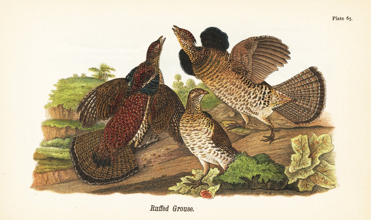 Ruffet rype, Bonasa umbellus af John James (after) Audubon