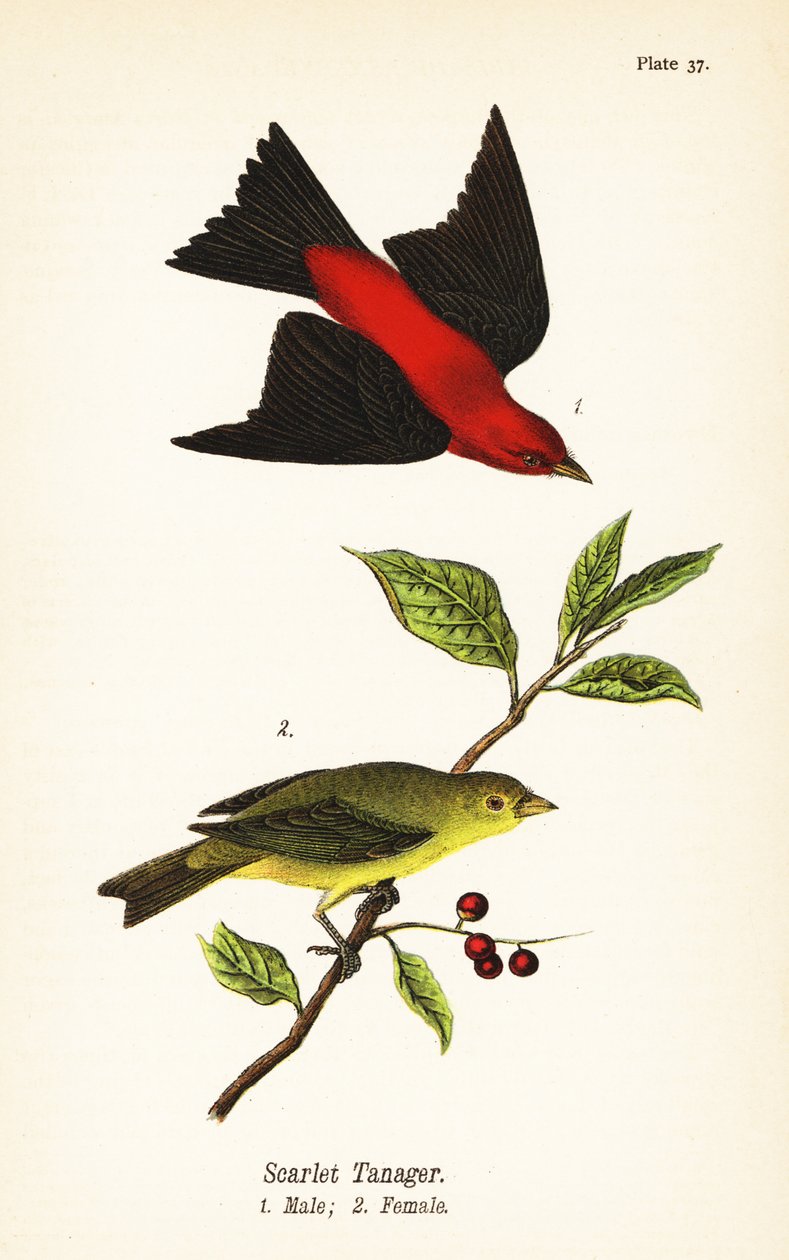 Scarlet Thanager, Piranga Aayivasth, Rain 1, Kvinde 2 af John James (after) Audubon