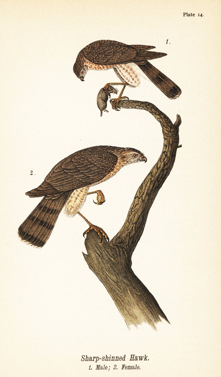 Skarphøg, Accipiter striatus, han med bytte 1, hun 2 af John James (after) Audubon
