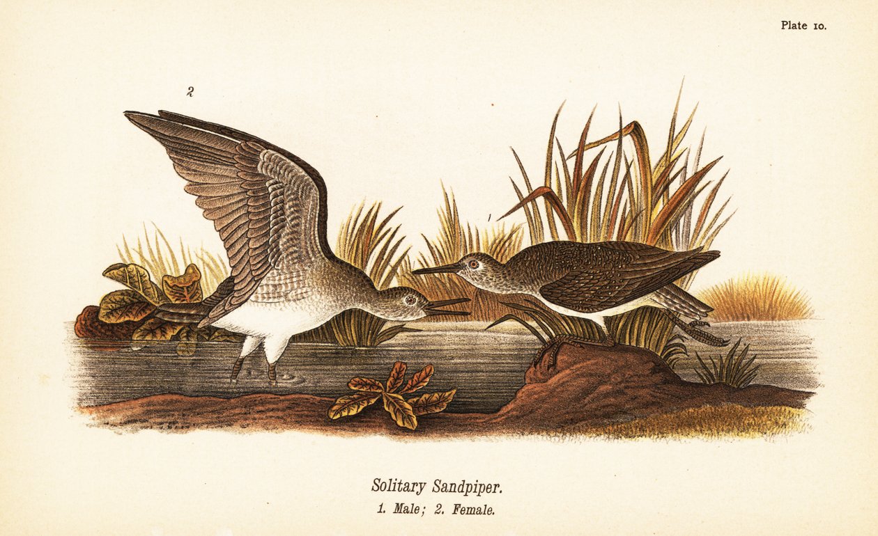 Solitær slynge, Tringa solitaria, han 1, hun 2 af John James (after) Audubon