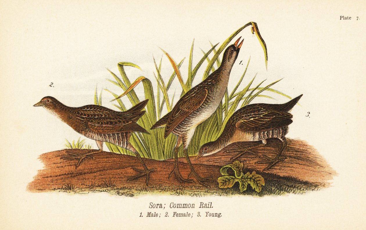 Sora eller common rail, Porzana carolina, han 1, hun 2, ung 3 af John James (after) Audubon