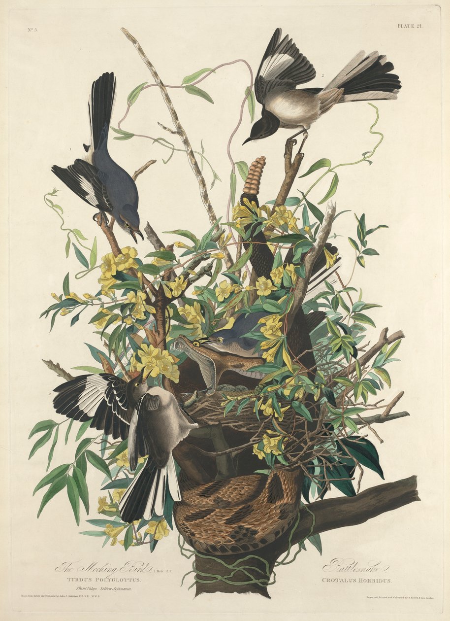 Den spottende fugl af John James (after) Audubon