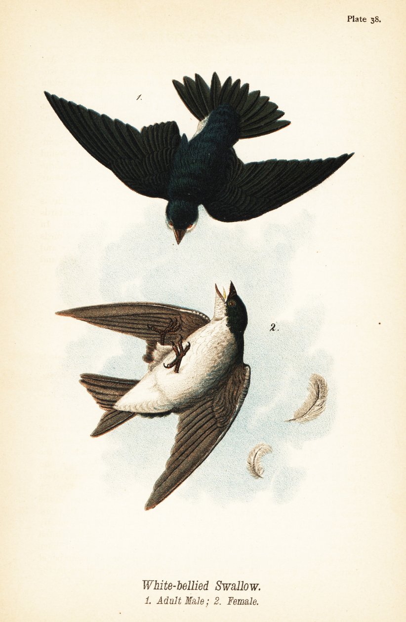 Træsvale, Tachycineta bicolor af John James (after) Audubon