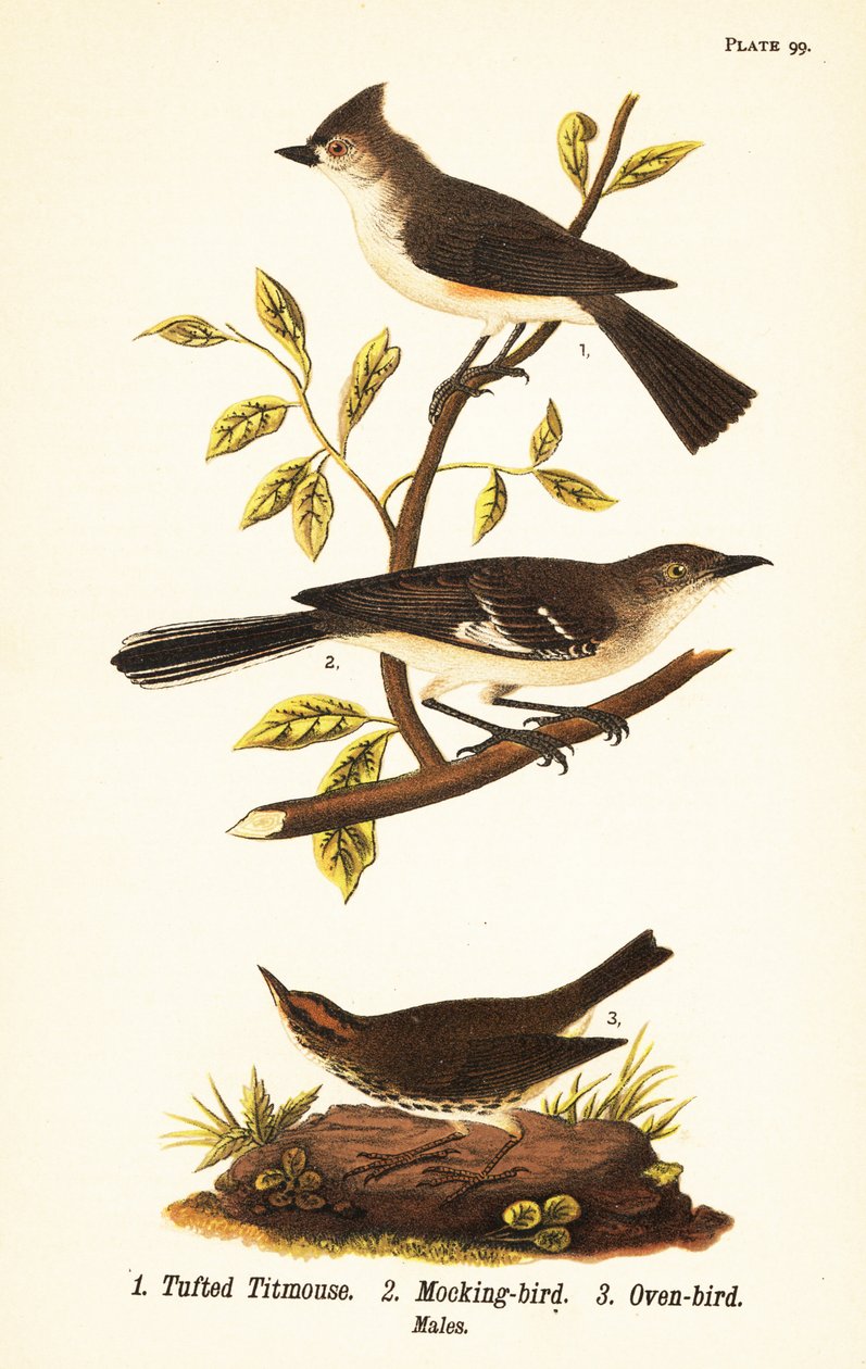 Tuetmejse, Baeolophus bicolor, nordlig spottfugl, Mimus polyglottos og ovnfugl, Seiurus aurocapilla af John James (after) Audubon