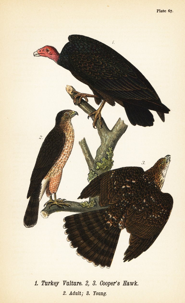 Kalkungrib, Cathartes aura 1 og Coopers høg, Accipiter cooperii, voksen 2, ung 3 af John James (after) Audubon