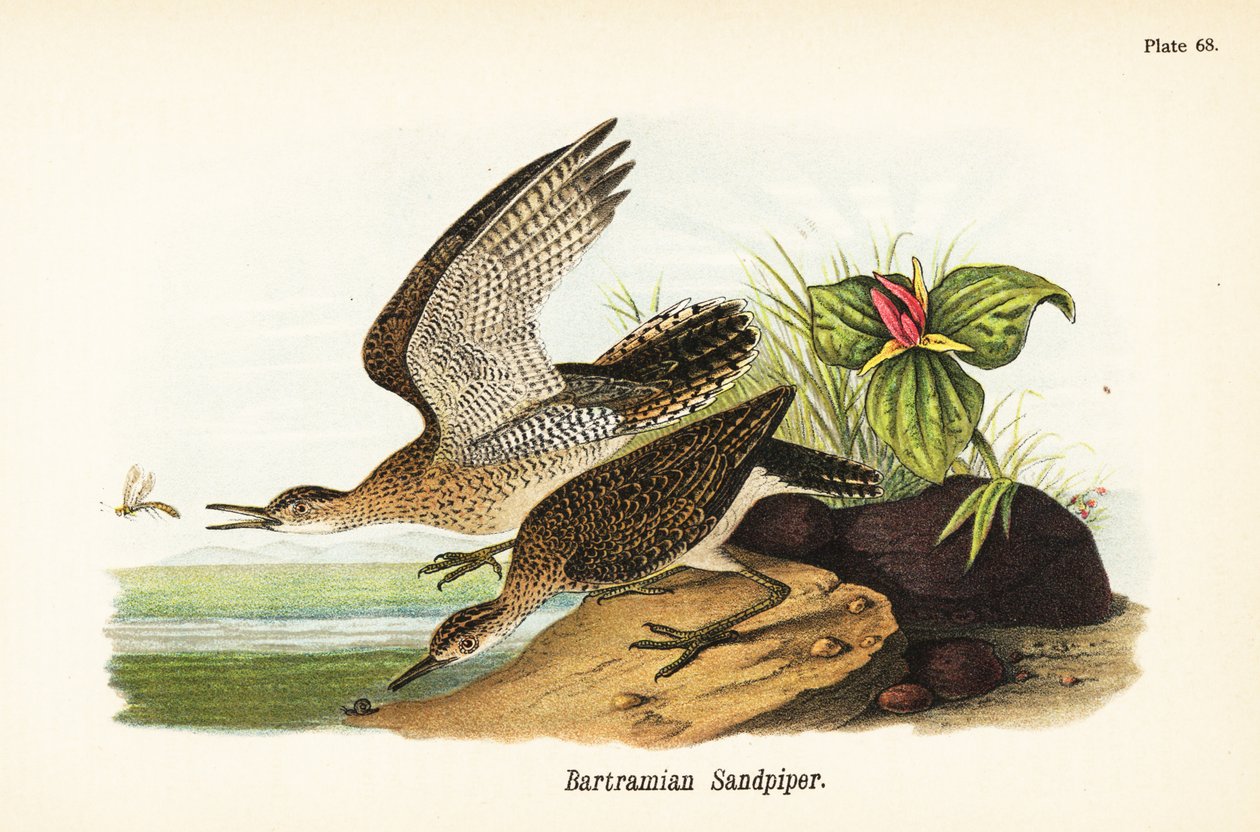 Højlandskande, Bartramia longicauda af John James (after) Audubon