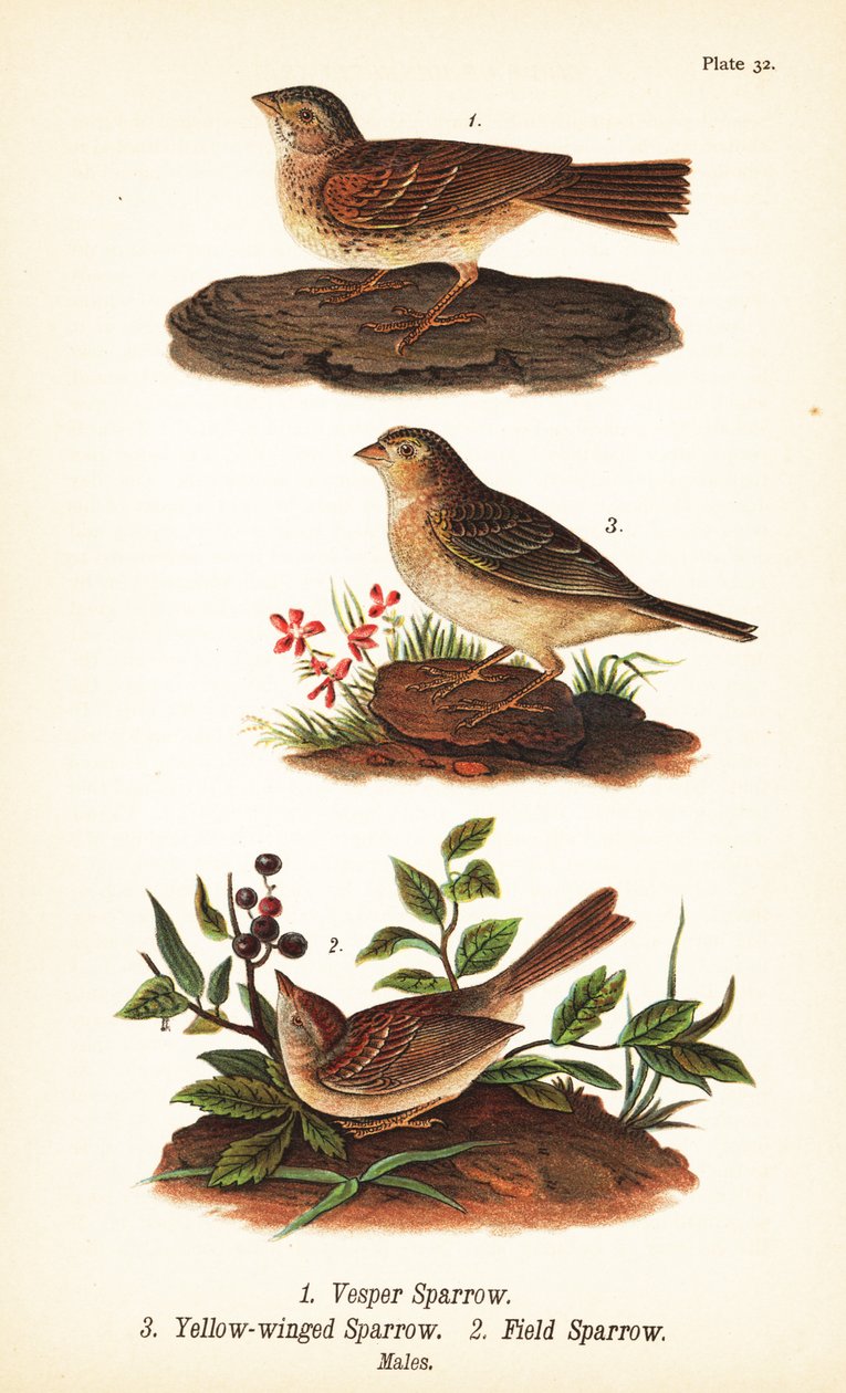 Vesperspurv, Pooecetes gramineus 1, græshoppespurv, Ammodramus savannarum 2 og markspurv, Spizella pusilla 3 af John James (after) Audubon