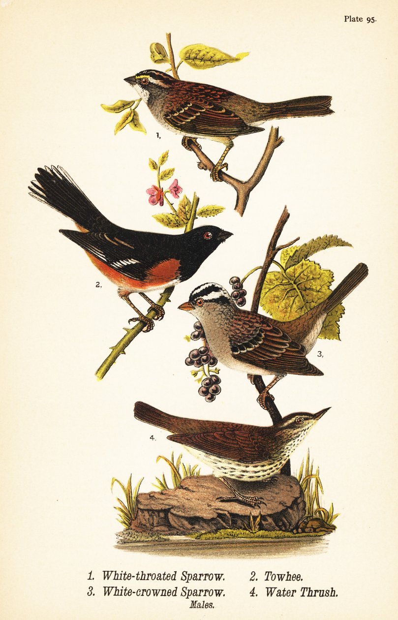 Hvidstrubet spurv, Zonotrichia albicollis 1, østlig towhee, Pipilo erythrophthalmus 2, hvid-kronet spurv, Zonotrichia leucophrys 3 og nordlig vanddrossel, Parkesia noveboracensis 4 af John James (after) Audubon
