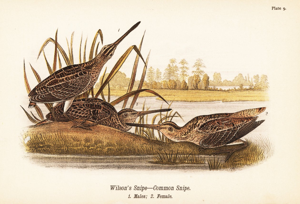 Wilsons snipe eller almindelig bekkasin, Gallinago delicata, hanner 1, hun 2 af John James (after) Audubon