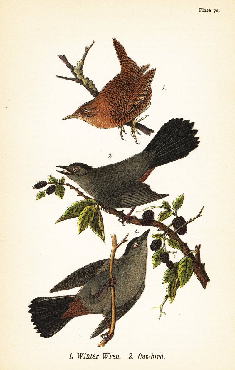 Vintersmutsmutte, Troglodytes hiemalis 1 og grå kattefugl, Dumetella carolinensis kattefugl 2 af John James (after) Audubon