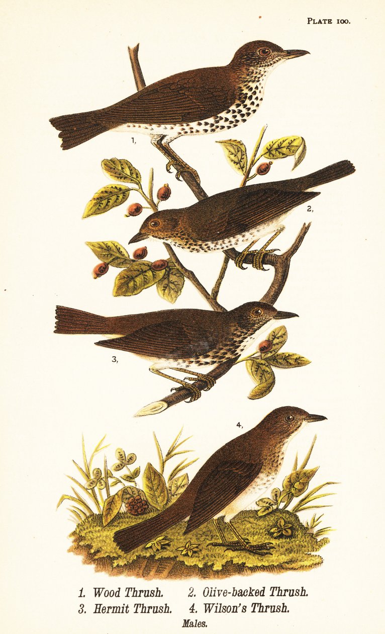 Skovdrossel, Hylocichia mustelina 1, Swainsons trøske, Catharus ustulatus 2, trøske med olivenrygg eller eremitdrossel, Catharus guttatus 3, og trøske trøske eller Wilsons trøske, Catharus fuscescens 4 af John James (after) Audubon