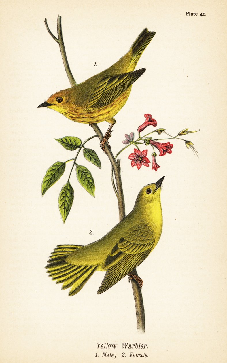 Gulsanger, Setophaga petechia, han 1, hun 2 af John James (after) Audubon