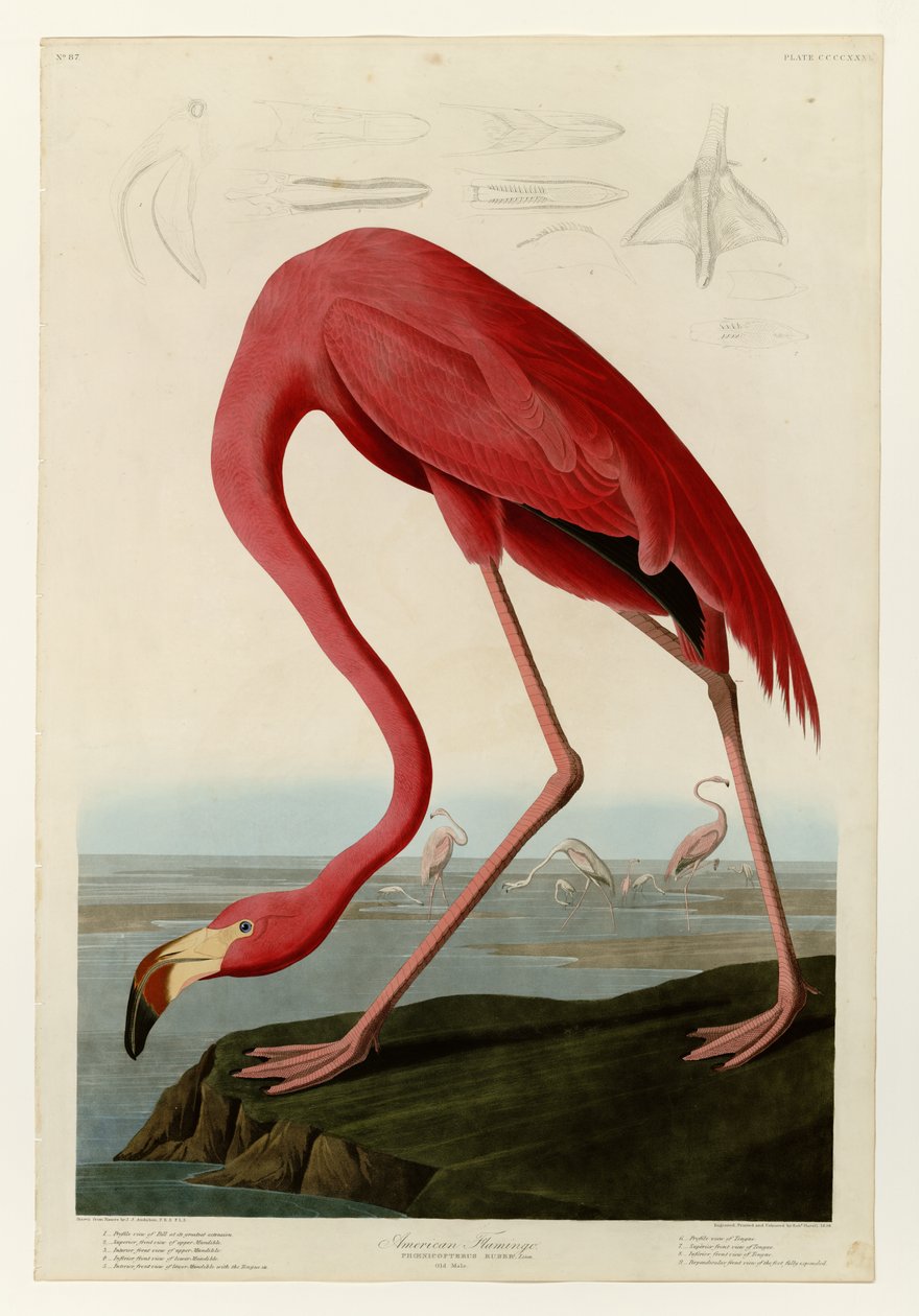 431 Amerikansk flamingo af John James Audubon