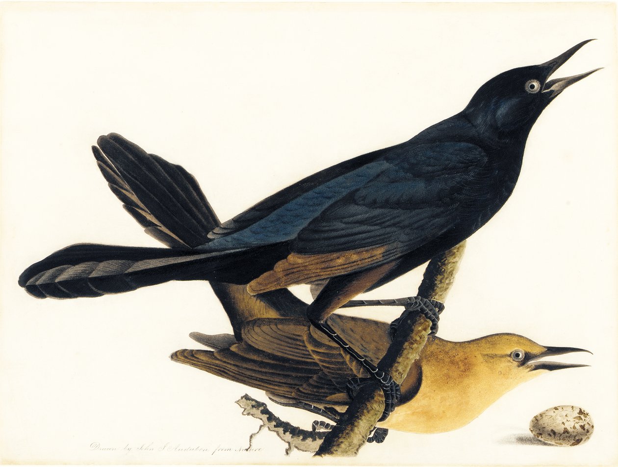 Et par bådhalede grackles af John James Audubon