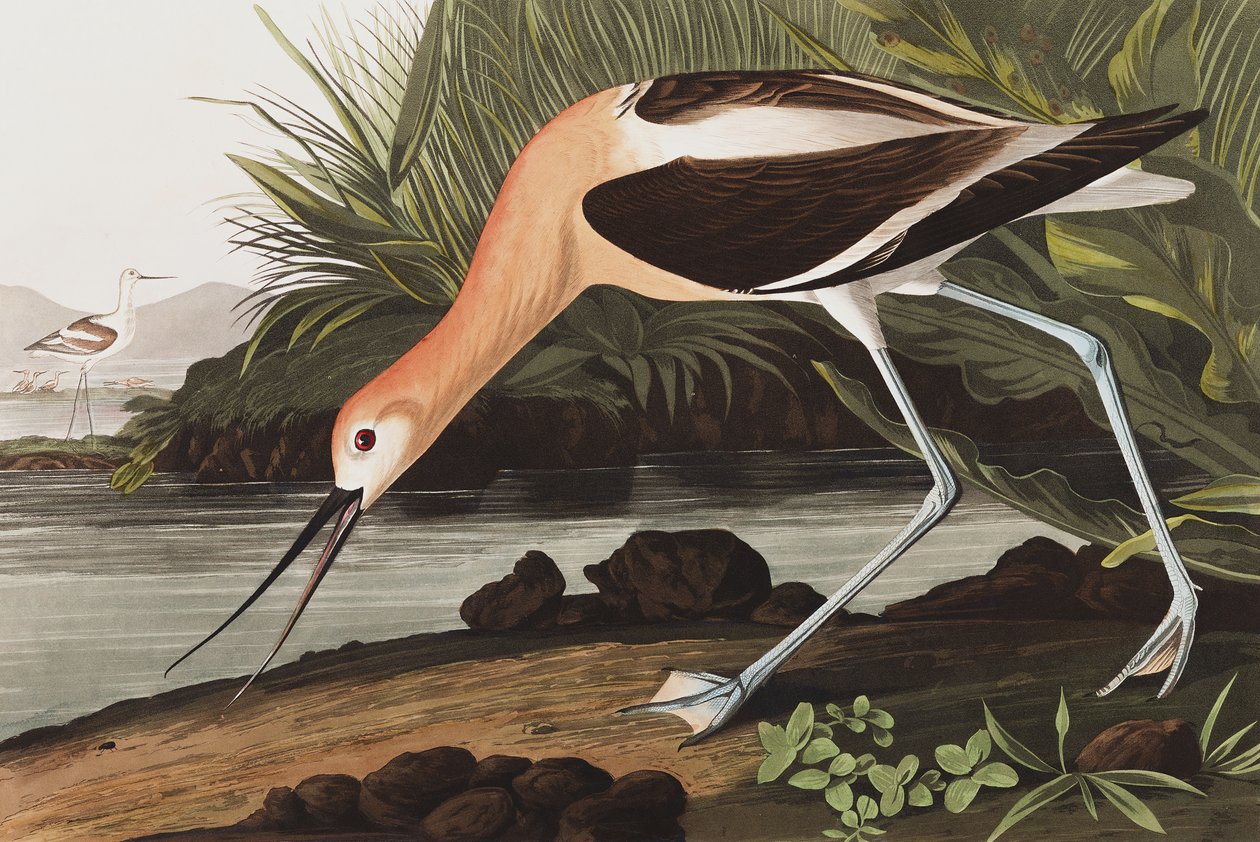 American Avocet, Recurvirostra Americana, fra "The Birds of America" af John J. Audubon, pub. 1827-38 af John James Audubon