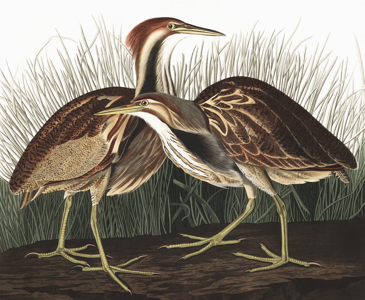 American Bittern, Botaurus Lentiginosus, fra "The Birds of America" af John J. Audubon, pub. 1827-38 af John James Audubon