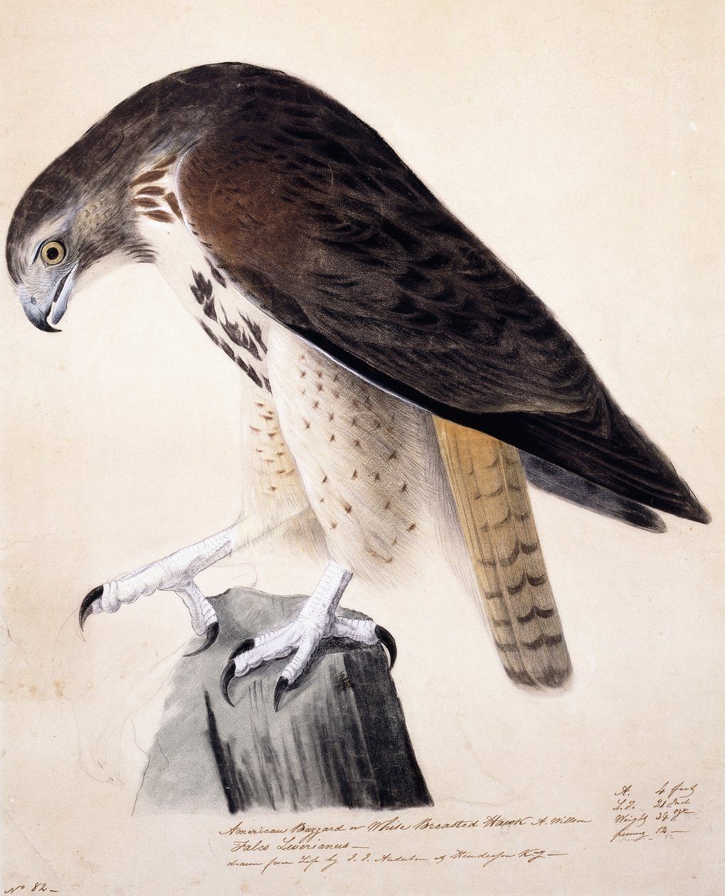 American Buzzard eller White Breasted Hawk, af John James Audubon