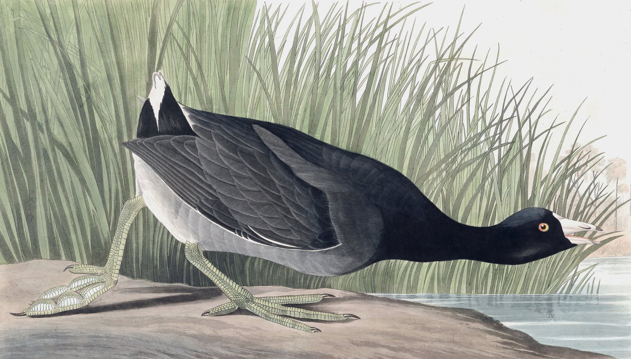 American Coot, Fulica Americana, fra "The Birds of America" af John J. Audubon, pub. 1827-38 af John James Audubon
