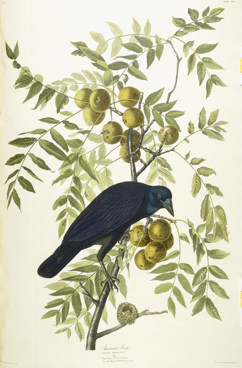 American Crow, 1833 af John James Audubon