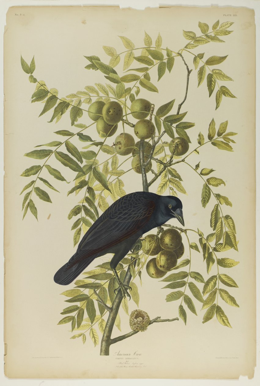 American Crow, trykt af Julien Bien og udgivet af Roe Lockwood & Son, 1861 (kromolitografi) af John James Audubon