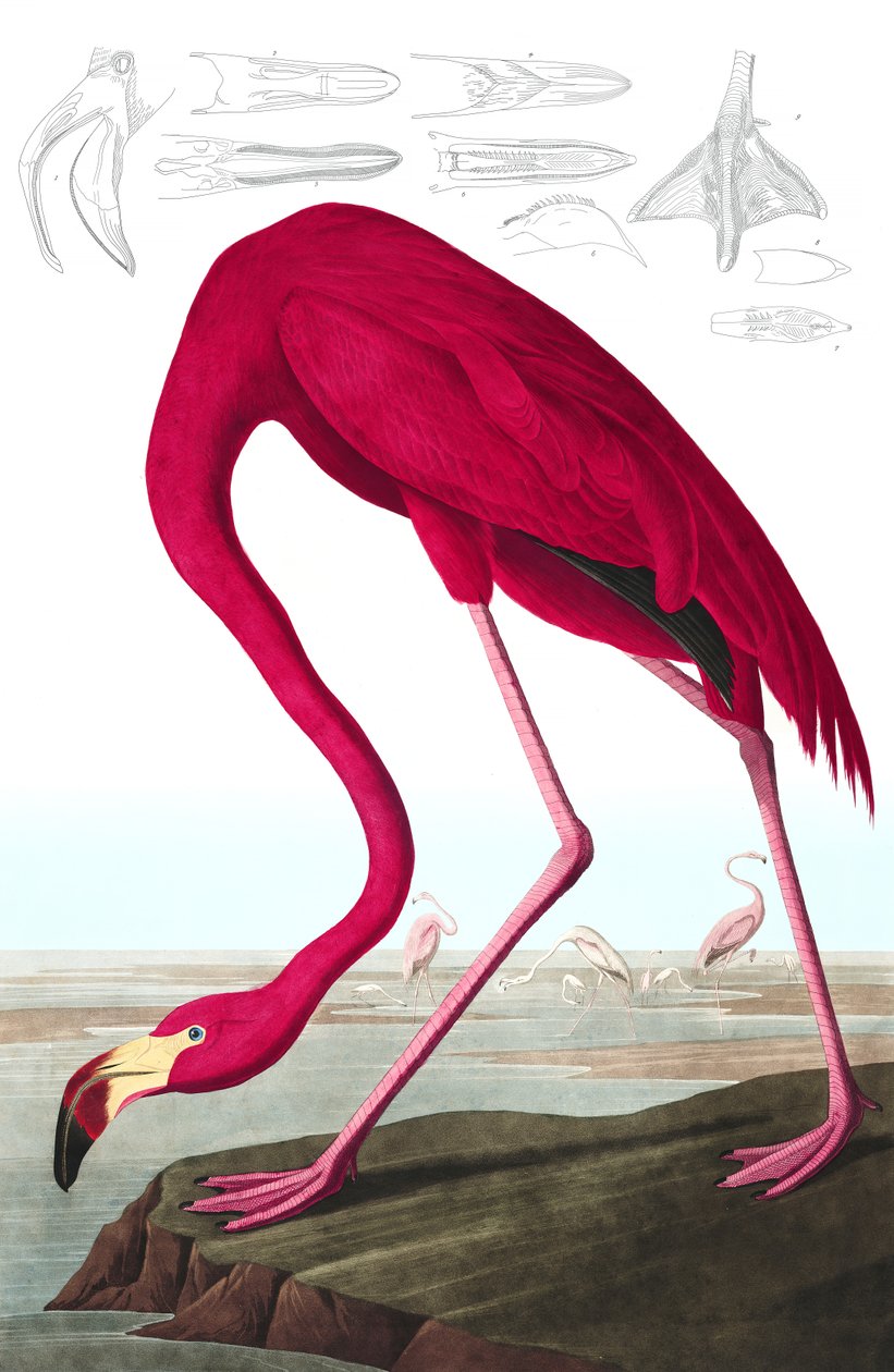 American Flamingo, Phoenicopterus Ruber, fra "The Birds of America" af John J. Audubon, pub. 1827-38 (håndfarvet gravering) af John James Audubon