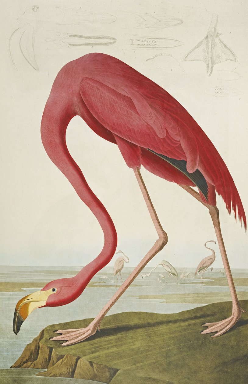 American Flamingo, fra "The Birds of America" af John James Audubon