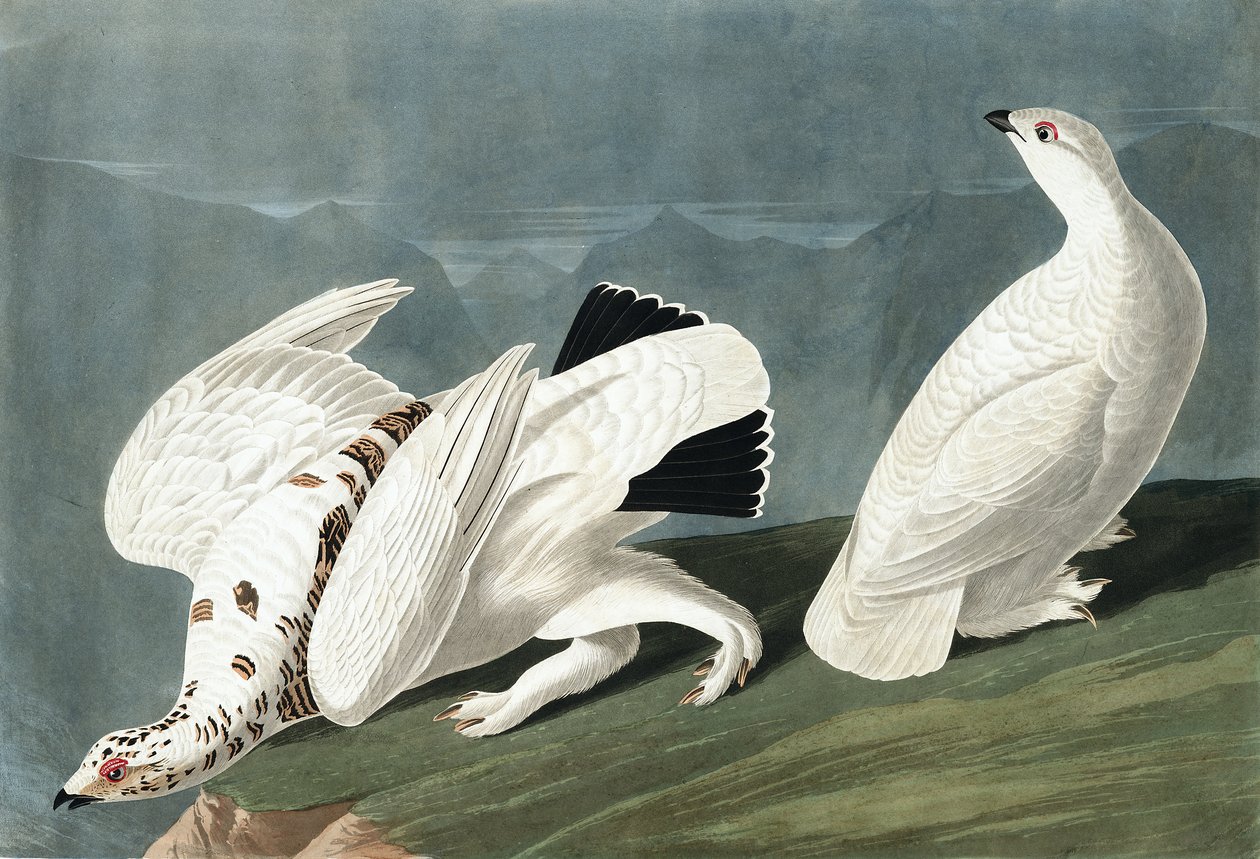 American Ptarmigan, Tetrao Mutus: White Tailed Grous, Tetrao Leucurus, fra "The Birds of America" af John J. Audubon, pub. 1827-38 af John James Audubon