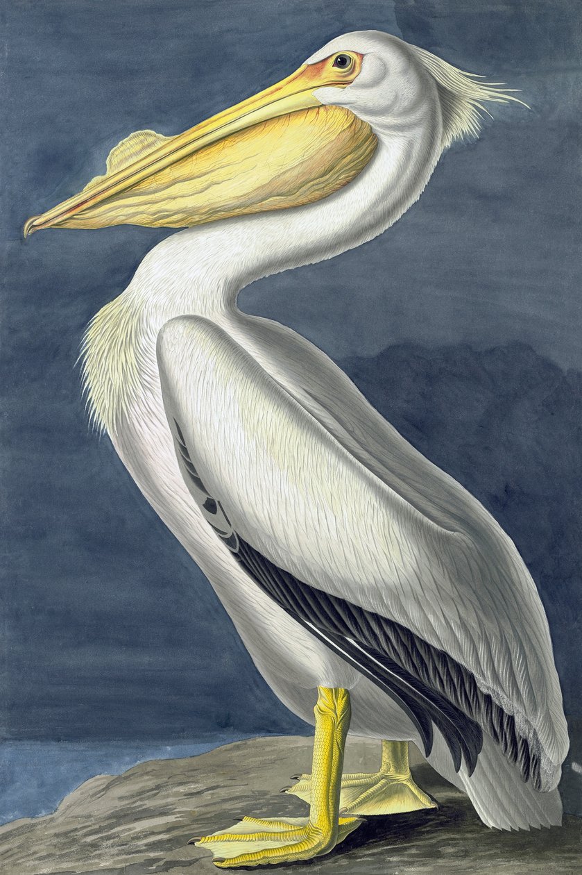 American White Pelican, Pelecanus Erythrorhynchos, fra "The Birds of America" af John J. Audubon, pub. 1827-38 af John James Audubon
